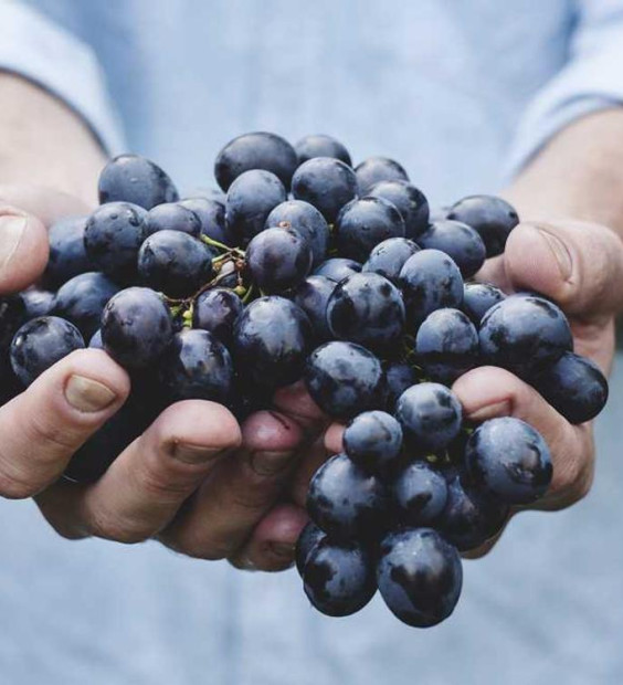 E1 Lorem ipsum dolor sit amet, consectetur adipisicing elit